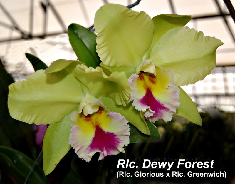 Rlc. Dewy Forest 4-inch pot